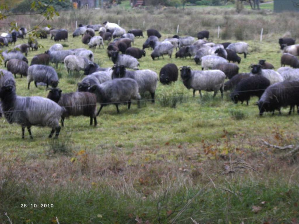 Ferienwohnung Huus Ton Witten Barg Undeloh Esterno foto