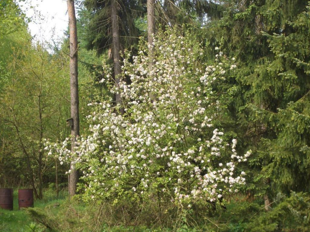 Ferienwohnung Huus Ton Witten Barg Undeloh Esterno foto